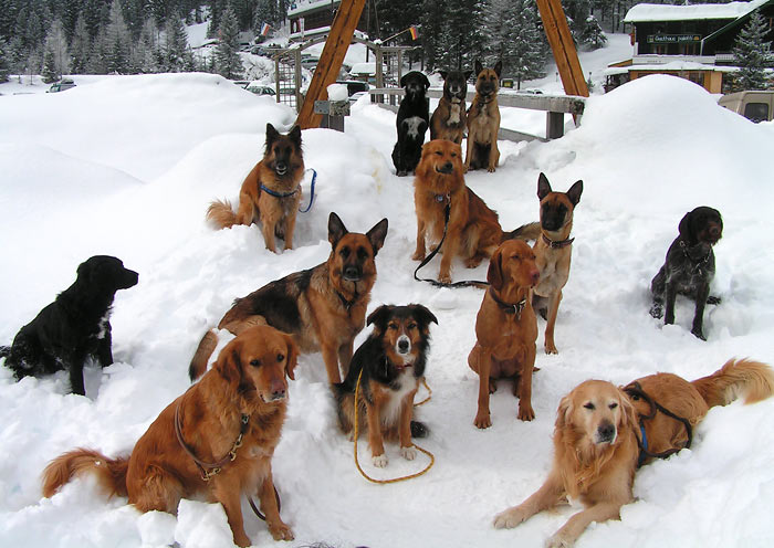 Wann geht es endlich los? Die Hunde aus der Gruppe warten auf ihren Trainingseinsatz im Schnee