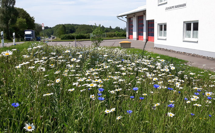 Am Feuerwehrhaus in Marienhagen blühte bereits eine Wildblumenwiese. Weitere werden mit Hilfe der Förderung folgen. Foto: Stadt Wiehl