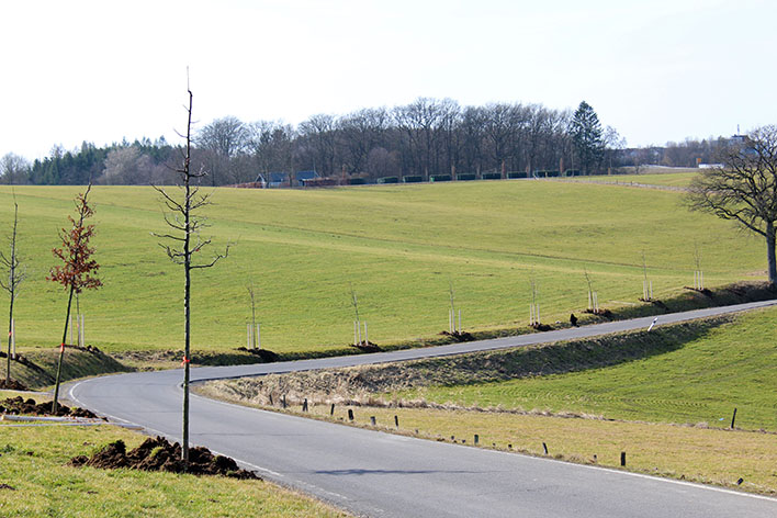 36 Bäume beleben nun das Landschaftsbild zwischen Hillerscheid und Jennecken. Foto: Stadt Wiehl