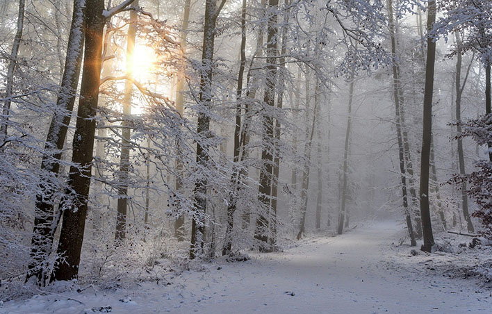 Wissenswertes über den Winterwald vermittelt das Familienbüro mit Hilfe von Igor Igel. Foto: pixabay