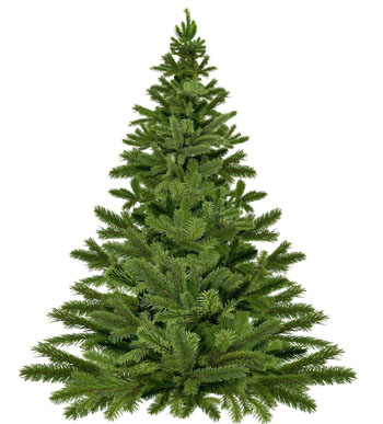 Ausgediente Weihnachtsbäume werden an den kommenden beiden Wochenenden eingesammelt. Foto: pixabay