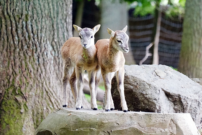 Manchmal gibt's im Wildpark auch Mufflon-Lämmer zu sehen. Foto: Stadt Wiehl