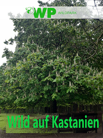 Die Früchte des Kastanienbaums sind Leckerbissen für viele Wildtiere. Foto: FSW