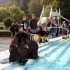 1. Hundeschwimmen im Freibad Bielstein
